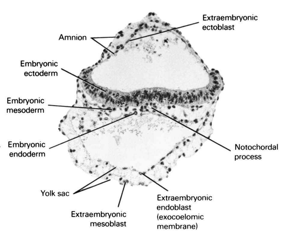 amnion, embryonic ectoderm, embryonic endoderm, embryonic mesoderm, extra-embryonic coelom, extra-embryonic ectoblast, extra-embryonic endoblast, extra-embryonic mesoblast, notochordal process, umbilical vesicle