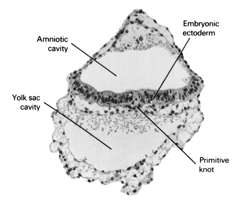 amniotic cavity, embryonic ectoderm, primitive node, umbilical vesicle cavity
