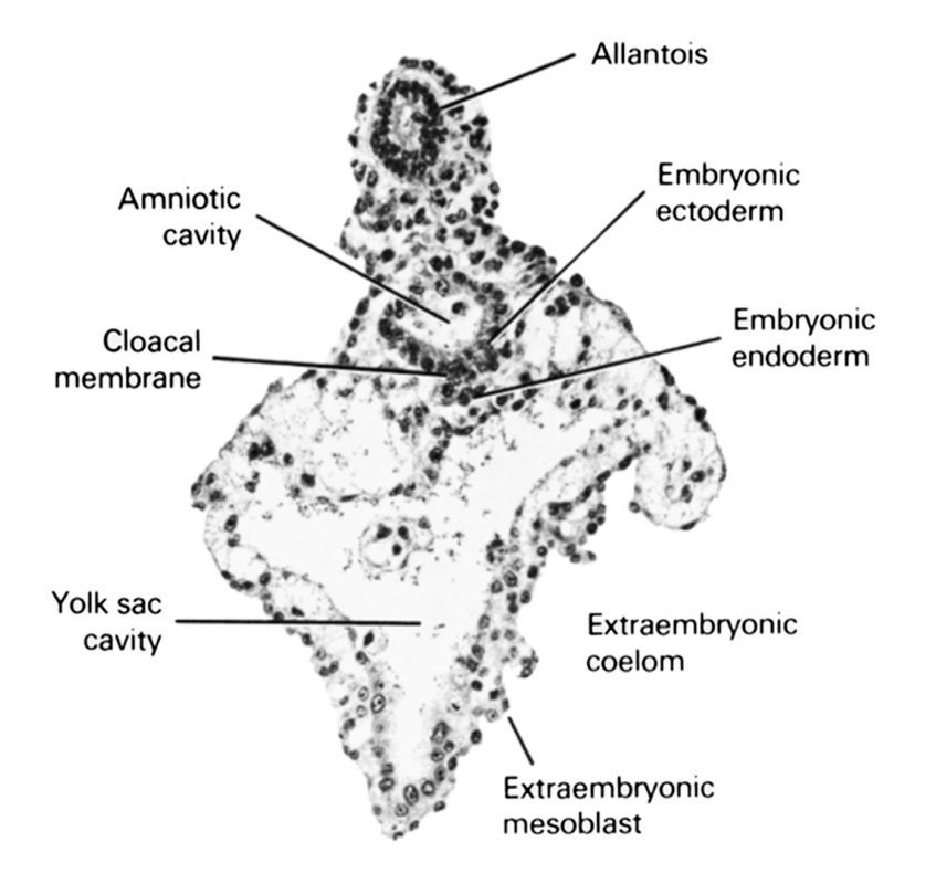 allantois, amniotic cavity, cloacal membrane, embryonic ectoderm, embryonic endoderm, extra-embryonic coelom, extra-embryonic mesoblast, umbilical vesicle cavity