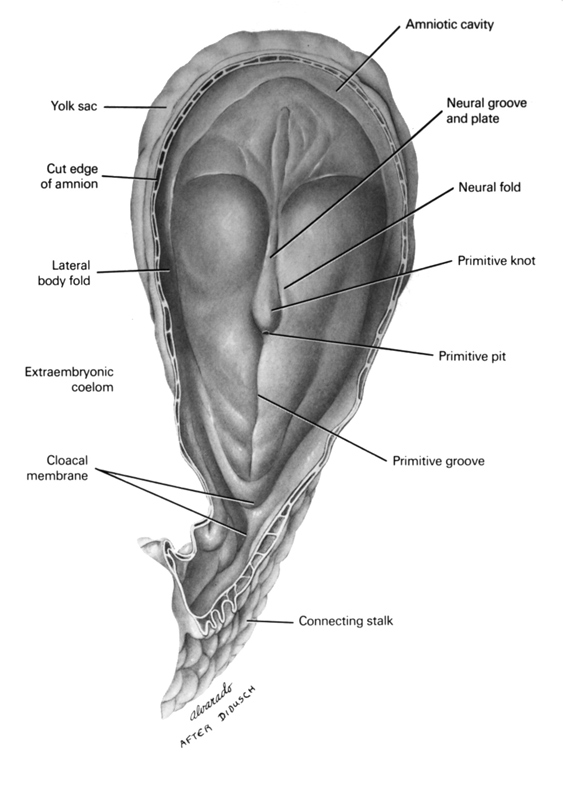 amniotic cavity, cloacal membrane, connecting stalk, cut edge of amnion, extra-embryonic coelom, lateral body fold, neural fold, neural groove, neural plate, primitive groove, primitive node, primitive pit, umbilical vesicle