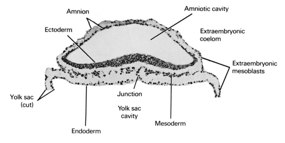 amnion, amniotic cavity, cut edge of umbilical vesicle, ectoderm, endoderm, extra-embryonic coelom, extra-embryonic mesoblast, mesoderm, umbilical vesicle cavity