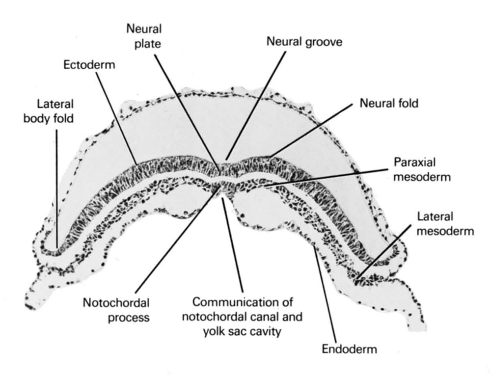 communication of notochordal canal and umbilical vesicle cavity, ectoderm, endoderm, lateral body fold, lateral mesoderm, neural fold, neural groove, neural plate, notochordal process, paraxial mesoderm