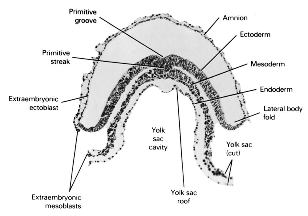 amnion, cut edge of umbilical vesicle, ectoderm, endoderm, extra-embryonic ectoblast, extra-embryonic mesoblast, lateral body fold, mesoderm, primitive groove, primitive streak, umbilical vesicle cavity, umbilical vesicle roof
