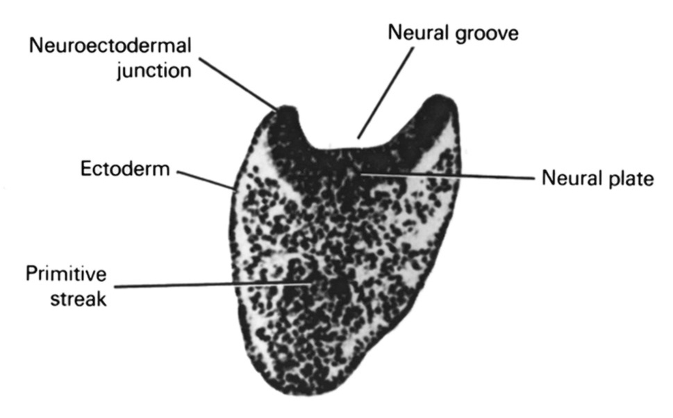 ectoderm, junction of neural ectoderm and surface ectoderm, neural groove, neural plate, primitive streak