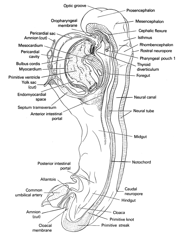 allantois, bulbis cordis, caudal intestinal portal, caudal neuropore, cephalic flexure, cephalic intestinal portal, cephalic neuropore, cloaca, cloacal membrane, common umbilical artery, cut edge of amnion, cut edge of umbilical vesicle, epimyocardial space, foregut, hindgut, isthmus, mesencephalic (cephalic) flexure, mesencephalon, mesocardium, midgut, myocardium, neural canal, neural tube, notochord, optic groove, oropharyngeal membrane, pericardial cavity, pericardial sac, pharyngeal pouch 1, primitive node, primitive streak, primitive ventricle of heart, prosencephalon (forebrain), rhombencephalon (hindbrain), septum transversum, thyroid diverticulum