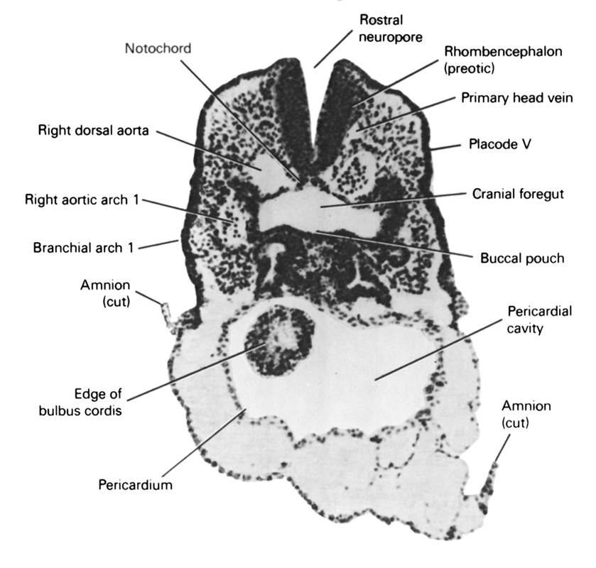 cephalic neuropore, cephalic part of foregut, cut edge of amnion, edge of bulbis cordis, notochord, pericardial cavity, pericardial sac, pharyngeal arch 1, placode 5, primary head vein, rhombencephalon (preotic), right aortic arch 1, right dorsal aorta, vestibule of oral cavity