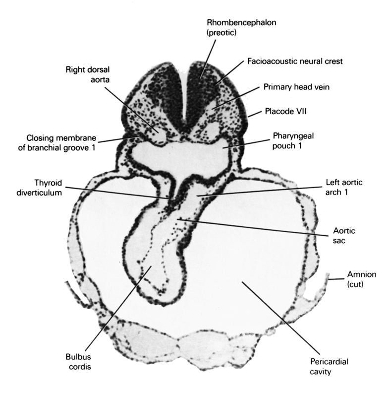 aortic sac, bulbis cordis, closing membrane of pharyngeal groove 1, cut edge of amnion, facio-vestibulocochlear neural crest (CN VII and CN VIII), left aortic arch 1, pericardial cavity, pharyngeal pouch 1, placode 7, primary head vein, rhombencephalon (preotic), right dorsal aorta, thyroid diverticulum