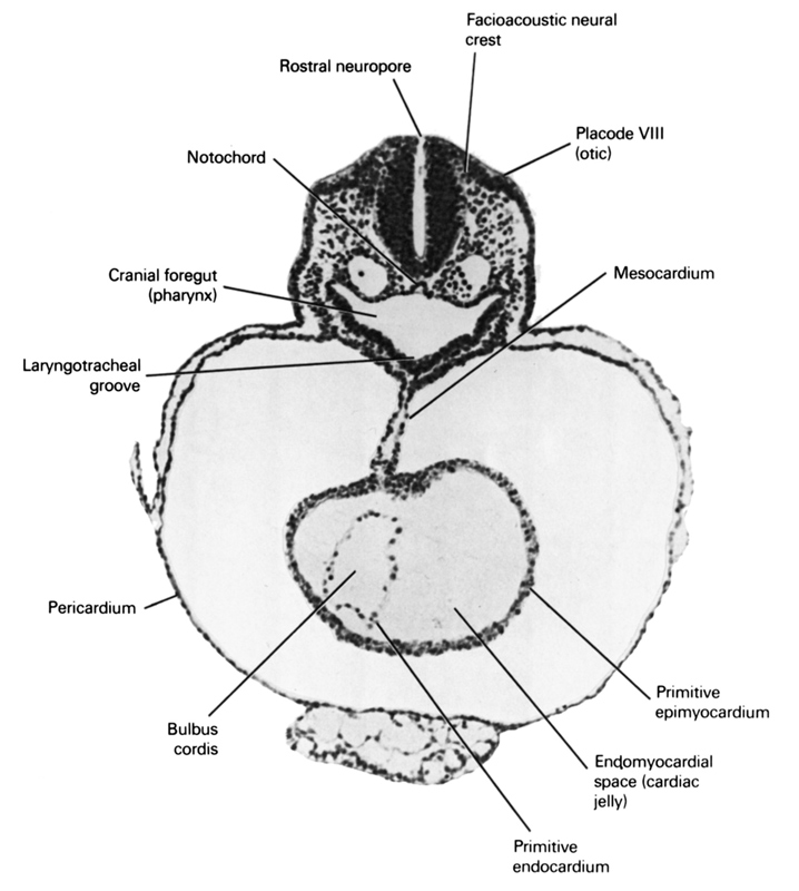 bulbis cordis, cardiac jelly, cephalic neuropore, cephalic part of foregut, epimyocardial space, facio-vestibulocochlear neural crest (CN VII and CN VIII), laryngotracheal groove, mesocardium, notochord, otic placode, pericardial sac, pharynx, primordial endocardium, primordial epimyocardium