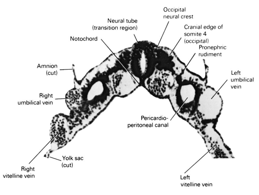 cephalic edge of somite 4 (O-4), cut edge of amnion, cut edge of umbilical vesicle, left umbilical vein, left vitelline (omphalomesenteric) vein, neural tube (transition region), notochord, occipital neural crest, pericardioperitoneal canal (pleural cavity), pronephric rudiment, right umbilical vein, right vitelline (omphalomesenteric) vein