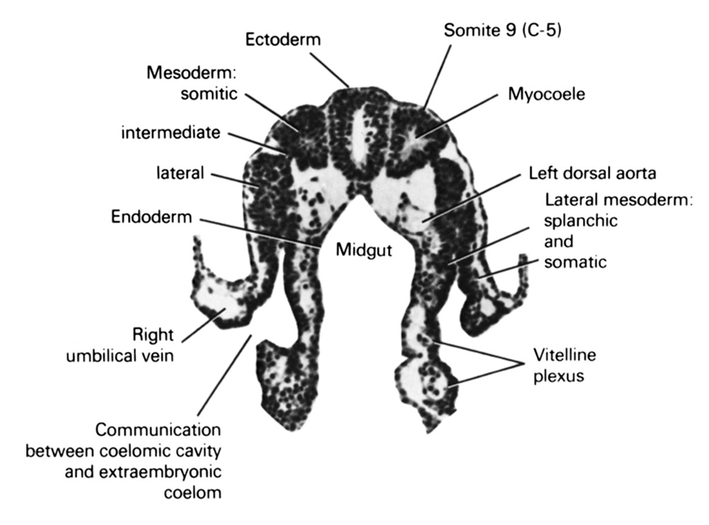 communication between coelomic cavity and extra-embryonic coelom, ectoderm, endoderm, intermediate mesoderm, lateral mesoderm, left dorsal aorta, midgut, myocoele, pronephric ridge (intermediate mesoderm), right umbilical vein, somatic mesoderm, somite 9 (C-5), splanchnic mesoderm, vitelline plexus