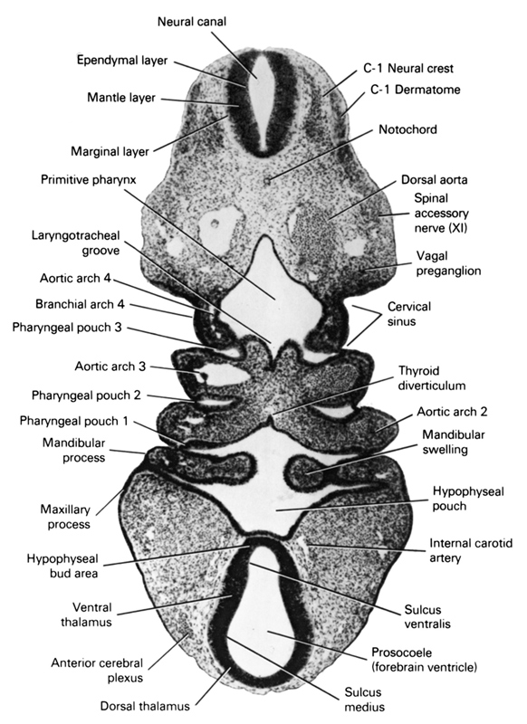 C-1 neural crest, anterior cerebral plexus, aortic arch 2, aortic arch 3, aortic arch 4, c-1 dermatome, cervical sinus, dorsal aorta, dorsal thalamus, ependymal layer, hypophyseal  pouch, hypophyseal bud area, internal carotid artery, laryngotracheal groove, mandibular prominence of pharyngeal arch 1, mandibular swelling, mantle layer, marginal layer, maxillary prominence of pharyngeal arch 1, neural canal, notochord, pharyngeal arch 4, pharyngeal pouch 1, pharyngeal pouch 2, pharyngeal pouch 3, primitive pharynx, prosocoele (forebrain ventricle), sulcus medius, sulcus ventralis, thyroid diverticulum, vagal preganglion (CN X), ventral thalamus