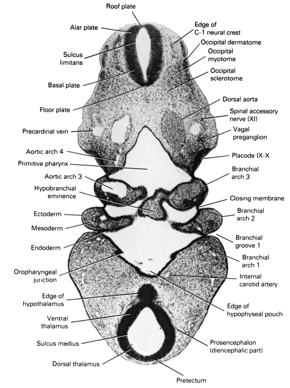 alar plate(s), aortic arch 3, aortic arch 4, basal plate, closing membrane, dorsal aorta, dorsal thalamus, ectoderm, edge of C-1 neural crest, edge of hypophyseal pouch, edge of hypothalamus, endoderm, floor plate, hypopharyngeal eminence of tongue, internal carotid artery, mesoderm, occipital dermatome, occipital myotome, occipital sclerotome, oropharyngeal junction, pharyngeal arch 1, pharyngeal arch 2, pharyngeal arch 3, pharyngeal groove 1, placode 9-10, precardinal vein, pretectum, primitive pharynx, prosencephalon (diencephalic part), roof plate, sulcus limitans, sulcus medius, vagal preganglion (CN X), ventral thalamus