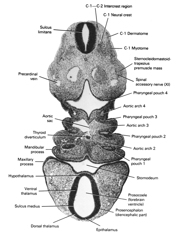 C-1 myotome, C-1 neural crest, aortic arch 2, aortic arch 4, aortic sac, c-1 - c-2 intercrest region, c-1 dermatome, dorsal thalamus, epithalamus, hypothalamus, mandibular prominence of pharyngeal arch 1, maxillary prominence of pharyngeal arch 1, pharyngeal pouch 1, pharyngeal pouch 2, pharyngeal pouch 4, precardinal vein, prosencephalon (diencephalic part), prosocoele (forebrain ventricle), sternocleidomastoid / trapezius premuscle mass, stomodeum, sulcus limitans, sulcus medius, thyroid diverticulum, ventral thalamus