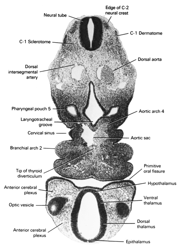 C-1 sclerotome, anterior cerebral plexus, aortic arch 4, aortic sac, c-1 dermatome, cervical sinus, dorsal aorta, dorsal intersegmental artery, dorsal thalamus, edge of C-2 neural crest, epithalamus, hypothalamus, laryngotracheal groove, neural tube, optic vesicle, pharyngeal arch 2, pharyngeal pouch 5, primitive oral fissure, tip of thyroid diverticulum, ventral thalamus