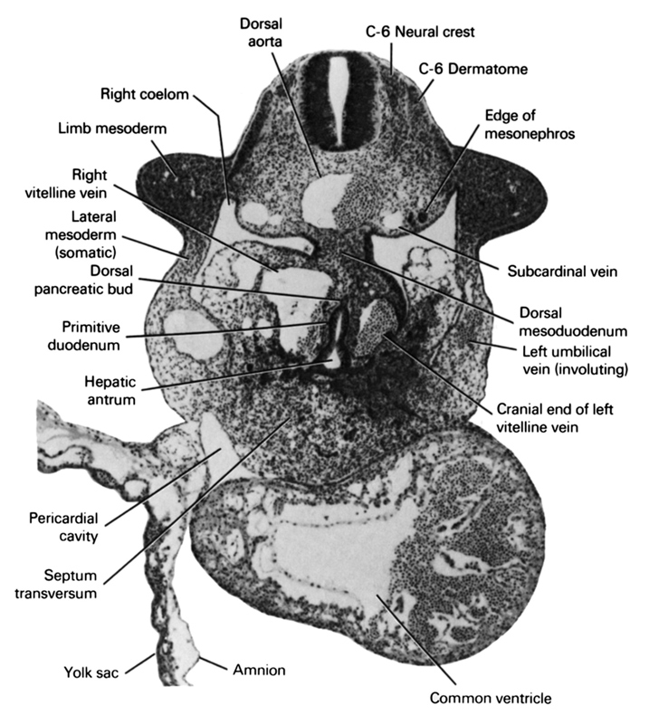 C-6 dermatome, C-6 neural crest, amnion, common ventricle, cranial end of left vitelline vein, dorsal aorta, dorsal mesoduodenum, dorsal pancreatic bud, edge of mesonephros, hepatic antrum, lateral mesoderm (somatic), left umbilical vein (involuting), limb mesoderm, pericardial cavity, primitive duodenum, right coelom, right vitelline (omphalomesenteric) vein, septum transversum, subcardinal vein, yolk sac