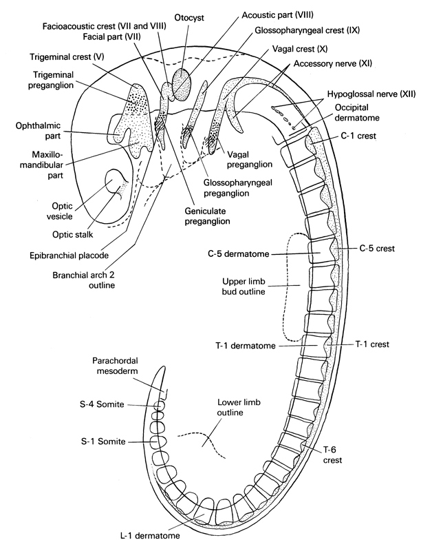 C-1 crest, C-5 crest, C-5 dermatome, L-1 dermatome, S-1 somite, S-4 somite, T-1 crest, T-1 dermatome, T-6 crest, accessory nerve (CN XI), acoustic part of crest (VIII), epipharyngeal placode, facial nerve (CN VII), facio-vestibulocochlear neural crest (CN VII and CN VIII), geniculate preganglion (CN VII), glossopharyngeal neural crest (CN IX), glossopharyngeal preganglion (CN IX), hypoglossal nerve (CN XII), lower limb, maxillomandibular part, occipital dermatome, ophthalmic part, optic stalk (CN II), optic vesicle, otocyst, parachordal mesoderm, pharyngeal arch 2, trigeminal neural crest (CN V), trigeminal preganglion (CN V), upper limb bud, vagal neural crest (CN X), vagal preganglion (CN X)