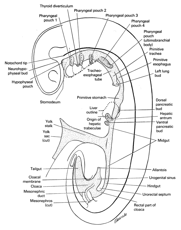 allantois, cloaca, cloacal membrane, cut edge of mesonephros, cut edge of umbilical vesicle, dorsal pancreatic bud, esophagus primordium, hepatic antrum, hindgut, hypophyseal pouch, left lung bud, liver, mesonephric duct, midgut, neurohypophyseal bud, origin of hepatic trabeculae, pharyngeal pouch 1, pharyngeal pouch 2, pharyngeal pouch 3, pharyngeal pouch 4, rectal part of cloaca, stomach primordium, stomodeum, tail gut, thyroid diverticulum, tip of notochord, trachea primordium, tracheo-esophageal tube, ultimopharyngeal pouch, umbilical stalk, urogenital sinus, urorectal septum, ventral pancreatic bud