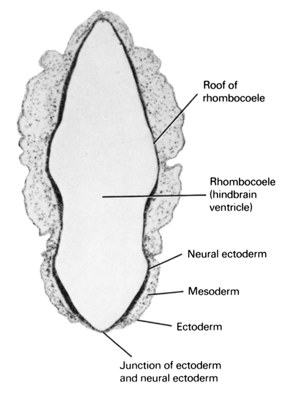 ectoderm, junction of ectoderm and neural ectoderm, mesoderm, neural ectoderm, rhombocoele (hindbrain ventricle), roof of rhombencoel (fourth ventricle)