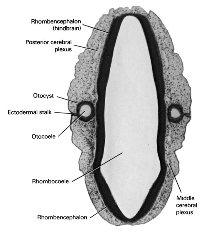 ectodermal stalk, middle cerebral plexus, otocoele, otocyst, posterior cerebral plexus, rhombencephalon (hindbrain), rhombocoele