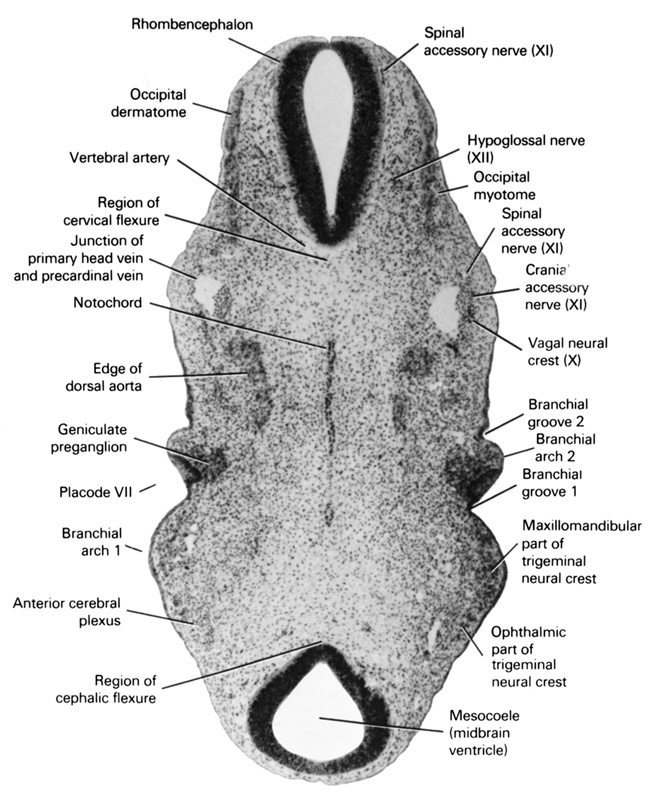 anterior cerebral plexus, cranial accessory nerve (XI), edge of dorsal aorta, geniculate preganglion (CN VII), hypoglossal nerve (XII), junction of primary head vein and precardinal vein, maxillomandibular part of trigeminal neural crest, mesocoele (midbrain ventricle), notochord, occipital dermatome, occipital myotome, ophthalmic part of trigeminal neural crest, pharyngeal arch 1, pharyngeal arch 2, pharyngeal groove 1, pharyngeal groove 2, placode 7, region of cephalic flexure, region of cervical flexure, spinal accessory nerve (CN XI), vagal neural crest (CN X), vertebral artery