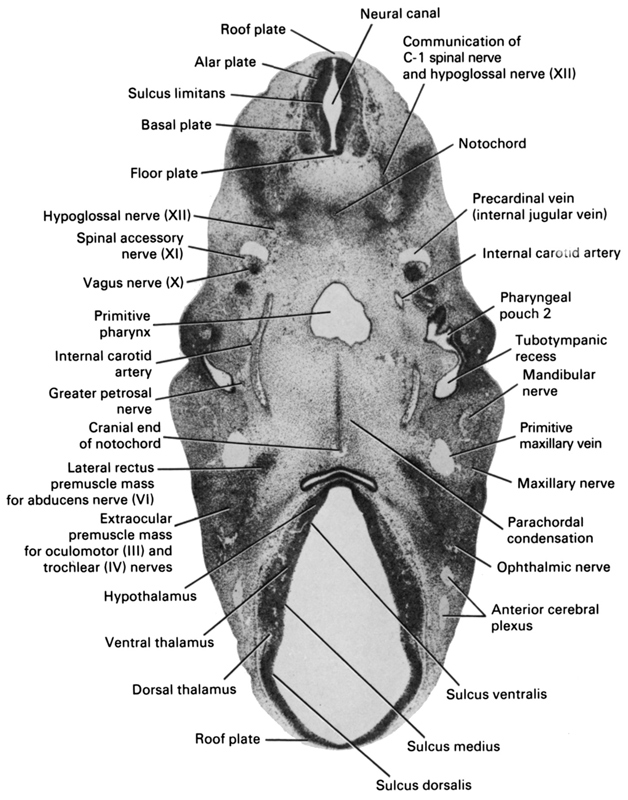 alar plate(s), anterior cerebral plexus, basal plate, communication of C-1 spinal nerve and hypoglossal nerve (CN XII), cranial end of notochord, dorsal thalamus, extra-ocular premuscle mass for oculomotor (CN III) and trochlear (CN IV) nerves, floor plate, greater petrosal nerve, hypoglossal nerve (CN XII), hypothalamus, internal carotid artery, lateral rectus premuscle mass for abducens nerve (CN VI), mandibular nerve, maxillary nerve (CN V₂), neural canal, notochord, ophthalmic nerve, parachordal condensation, pharyngeal pouch 2, precardinal vein (internal jugular vein), primitive maxillary vein, primitive pharynx, roof plate, spinal accessory nerve (CN XI), sulcus dorsalis, sulcus limitans, sulcus medius, sulcus ventralis, tubotympanic recess (pharyngeal pouch 1), vagus nerve (CN X), ventral thalamus