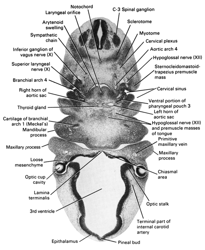 C-3 spinal ganglion, aortic arch 4, arytenoid swelling, branchial arch 4, cartilage of branchial arch 1 (Meckel's), cervical plexus, cervical sinus, chiasmal area, epithalamus, hypoglossal nerve (CN XII), hypoglossal nerve (CN XII) and premuscle masses of tongue, inferior ganglion of vagus nerve (CN X), lamina terminalis, laryngeal orifice, left horn of aortic sac, loose mesenchyme, mandibular process, maxillary process, myotome, notochord, optic cup cavity, optic stalk, pineal bud, primitive maxillary vein, right horn of aortic sac, sclerotome, sternocleidomastoid / trapezius premuscle mass, superior laryngeal nerve (CN X), sympathetic chain, terminal part of internal carotid artery, third ventricle, thyroid gland, ventral portion of pharyngeal pouch 3