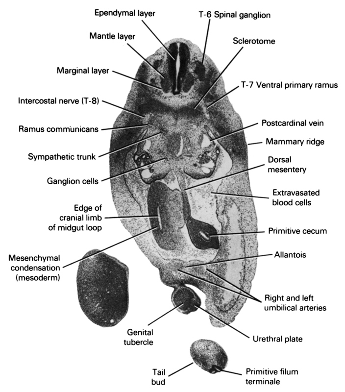 T-6 spinal ganglion, T-7 ventral primary ramus, allantois, dorsal mesentery, edge of cranial limb of midgut loop, ependymal layer, extravasated blood cells, ganglion cells, genital tubercle, intercostal nerve (T-8), mammary ridge, mantle layer, marginal layer, mesenchymal condensation (mesoderm), postcardinal vein, primitive cecum, primitive filum terminale, ramus communicans, right and left umbilical arteries, sclerotome, sympathetic trunk, tail bud, urethral plate