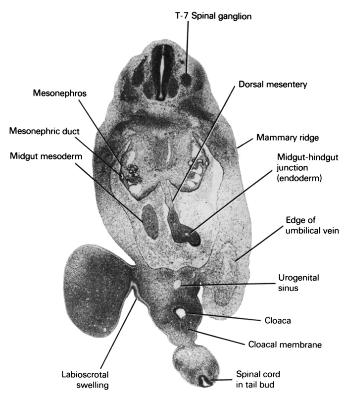 T-7 spinal ganglion, cloaca, cloacal membrane, dorsal mesentery, edge of umbilical vein, labioscrotal swelling, mammary ridge, mesonephric duct, mesonephros, midgut mesoderm, midgut-hindgut junction (endoderm), spinal cord in tail bud, urogenital sinus