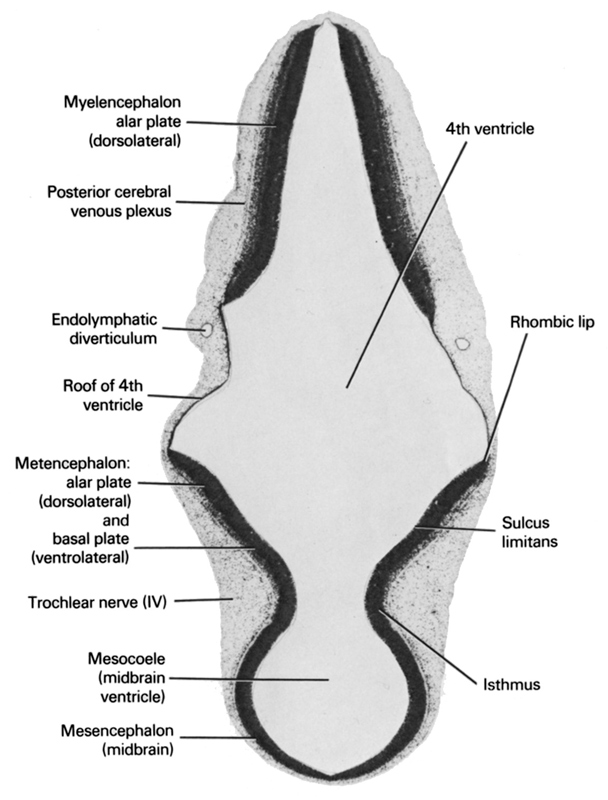 endolymphatic diverticulum, isthmus, mesencephalon (midbrain), mesocoele (midbrain ventricle), metencephalon: alar plate (dorsolateral) and basal plate (ventrolateral), myelencephalon alar plate (dorsolateral), posterior cerebral venous plexus, rhombencoel (fourth ventricle), rhombic lip, roof of rhombencoel (fourth ventricle), sulcus limitans, trochlear nerve (CN IV)