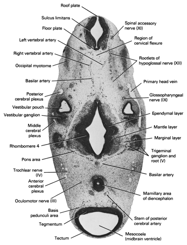 anterior cerebral plexus, basilar artery, basis pedunculi area, ependymal layer, floor plate, glossopharyngeal nerve (CN IX), left vertebral artery, mamillary area of diencephalon, mantle layer, marginal layer, mesocoele (midbrain ventricle), middle cerebral plexus, occipital myotome, oculomotor nerve (CN III), pons area, posterior cerebral plexus, primary head vein, region of cervical flexure, rhombomere 4, right vertebral artery, roof plate, root of hypoglossal nerve (CN XII), spinal accessory nerve (CN XI), stem of posterior cerebral artery, sulcus limitans, tectum, tegmentum, trigeminal ganglion and root (CN V), trochlear nerve (CN IV), vestibular ganglion, vestibular pouch