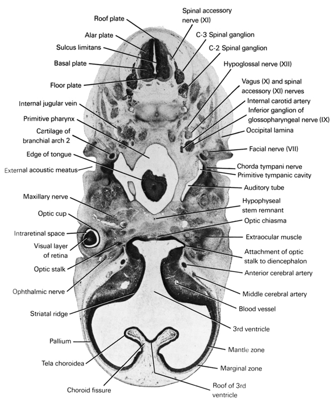 C-2 spinal ganglion, C-3 spinal ganglion, alar plate(s), anterior cerebral artery, attachment of optic stalk to diencephalon, auditory tube, basal plate, blood vessel(s), cartilage of branchial arch 2, chorda tympani nerve, choroid fissure, edge of tongue, external acoustic meatus, extraocular muscle, facial nerve (CN VII), floor plate, hypoglossal nerve (CN XII), hypophyseal stem remnant, inferior ganglion of glossopharyngeal nerve (CN IX), internal carotid artery, internal jugular vein, intraretinal space (optic vesicle cavity), mantle zone, marginal zone, maxillary nerve (CN V₂), middle cerebral artery, occipital lamina, ophthalmic nerve, optic chiasma, optic cup, optic part of retina, optic stalk, pallium, primitive pharynx, primitive tympanic cavity, roof of 3rd ventricle, roof plate, spinal accessory nerve (CN XI), striatal ridge, sulcus limitans, tela choroidea, third ventricle, vagus nerve (CN X)