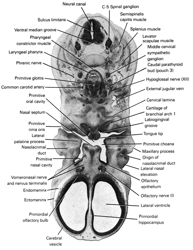 C-5 spinal ganglion, caudal parathyroid bud (pouch 3), cerebral vesicle, cervical lamina, common carotid artery, ectomeninx, endomeninx, external jugular vein, hypoglossal nerve (CN XII), labiogingival groove, laryngeal pharynx, lateral nasal elevation, lateral palatine process, lateral ventricle, levator scapulae muscle, maxillary prominence of pharyngeal arch 1, middle cervical sympathetic ganglion, nasal septum, nasolacrimal duct, neural canal, olfactory epithelium, olfactory nerve (CN I), origin of nasolacrimal duct, pharyngeal arch 1 cartilage (Meckel), pharyngeal constrictor muscle, phrenic nerve, primitive choana, primitive glottis, primitive nasal cavity, primitive oral cavity, primitive rima oris, primordial hippocampus, primordial olfactory bulb, semispinalis capitis muscle, splenius muscle, sulcus limitans, tongue tip, ventral median groove, vomeronasal nerve and nervus terminalis