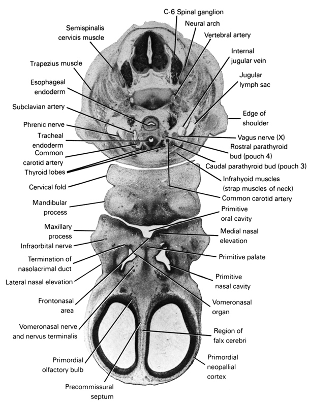 C-6 spinal ganglion, caudal parathyroid bud (pouch 3), cervical fold, common carotid artery, edge of shoulder, esophageal endoderm, falx cerebri region, frontonasal area, infra-orbital nerve, infrahyoid muscles (strap muscles of neck), internal jugular vein, jugular lymph sac, lateral nasal elevation, mandibular prominence of pharyngeal arch 1, maxillary prominence of pharyngeal arch 1, medial nasal elevation, neural arch, phrenic nerve, precommissural septum, primitive nasal cavity, primitive oral cavity, primitive palate, primordial neopallial cortex, primordial olfactory bulb, rostral parathyroid bud (pouch 4), semispinalis cervicis muscle, subclavian artery, termination of nasolacrimal duct, thyroid lobes, tracheal endoderm, trapezius muscle, vagus nerve (CN X), vertebral artery, vomeronasal nerve and nervus terminalis, vomeronasal organ