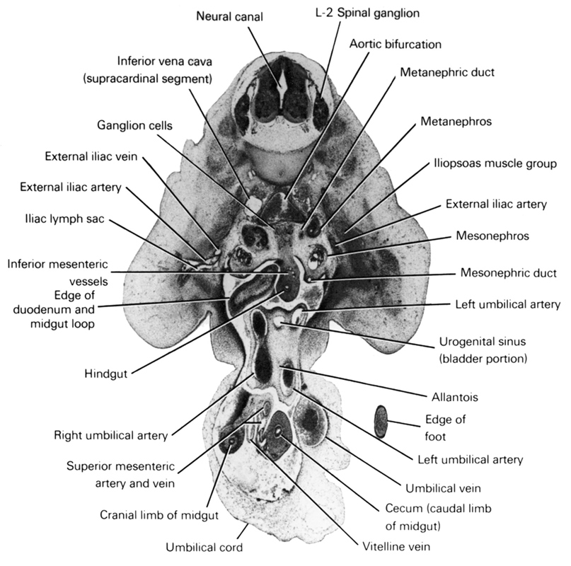L-2 spinal ganglion, allantois, aortic bifurcation, cecum (caudal limb of midgut), cranial limb of midgut, edge of duodenum and midgut loop, edge of foot, external iliac artery, external iliac vein, ganglion cells, hindgut, iliac lymph sac, iliopsoas muscle group, inferior mesenteric vessels, inferior vena cava (supracardinal segment), left umbilical artery, mesonephric duct, mesonephros, metanephric duct, metanephros, neural canal, right umbilical artery, superior mesenteric artery and vein, umbilical cord, umbilical vein, urogenital sinus (bladder portion), vitelline (omphalomesenteric) vein