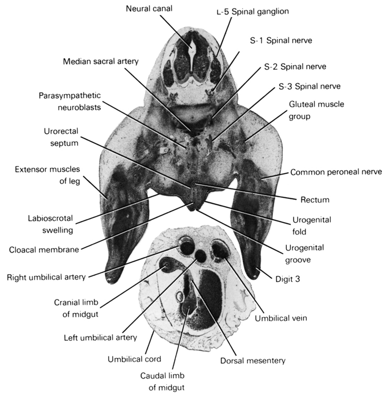 L-5 spinal ganglion, S-1 spinal nerve, S-2 spinal nerve, S-3 spinal nerve, caudal limb of midgut, cloacal membrane, common peroneal nerve, cranial limb of midgut, digit 3, dorsal mesentery, extensor muscles of leg, gluteal muscle group, labioscrotal swelling, left umbilical artery, median sacral artery, neural canal, parasympathetic neuroblasts, rectum, right umbilical artery, umbilical cord, umbilical vein, urogenital fold, urogenital groove, urorectal septum