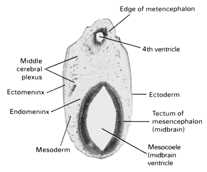 ectoderm, ectomeninx, edge of metencephalon, endomeninx, mesocoele (midbrain ventricle), mesoderm, middle cerebral plexus, rhombencoel (fourth ventricle), tectum of mesencephalon (midbrain)