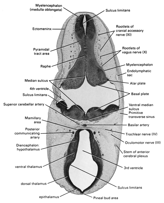 alar plate(s), basal plate, basilar artery, diencephalon hypothalamus, dorsal thalamus, ectomeninx, endolymphatic sac, epithalamus, mamillary area, median sulcus, myelencephalon, myelencephalon (medulla oblongata), oculomotor nerve (CN III), pineal bud area, posterior communicating artery, primitive transverse sinus, pyramidal tract area, raphe, rhombencoel (fourth ventricle), root of cranial accessory nerve (CN XI), root of vagus nerve (CN X), stem of anterior cerebral plexus, sulcus limitans, superior cerebellar artery, third ventricle, trochlear nerve (CN IV), ventral median sulcus, ventral thalamus