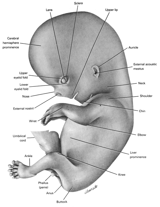 ankle, anus, auricle, buttock, cerebral hemisphere prominence, chin, elbow, external acoustic meatus, external nostril, knee, lens, liver prominence, lower eyelid fold, neck, nose, phallus (penis), sclera, shoulder, umbilical cord, upper eyelid fold, upper lip, wrist