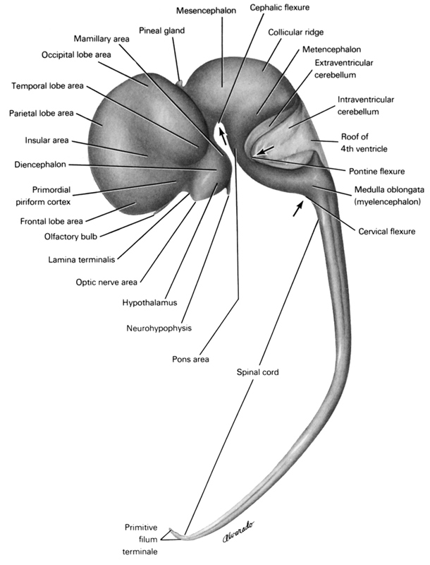 cephalic flexure, cervical flexure, collicular ridge, diencephalon, extraventricular cerebellum, frontal lobe area, hypothalamus, insular area, intraventricular cerebellum, lamina terminalis, mamillary area, medulla oblongata, mesencephalon, metencephalon, neurohypophysis, occipital lobe area, olfactory bulb, optic nerve area, parietal lobe area, pineal gland, pons area, pontine flexure, primitive filum terminale, primordial piriform cortex, roof of rhombencoel (fourth ventricle), spinal cord, temporal lobe area