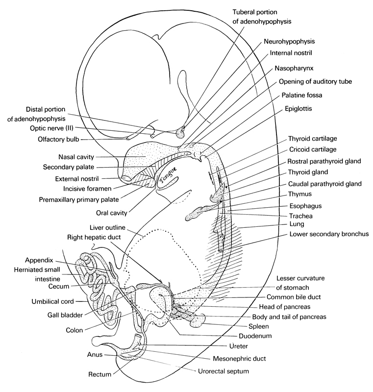anus, appendix, body of pancreas, cecum, colon, common bile duct, cricoid cartilage, distal portion of adenohypophysis, duodenum, epiglottis, esophagus, external nostril, gall bladder, head of pancreas, herniated small intestine, incisive foramen, inferior parathyroid gland, internal nostril, lesser curvature of stomach, liver outline, lower secondary bronchus, lung, mesonephric duct, nasal cavity (nasal sac), nasopharynx, neurohypophysis, olfactory bulb, opening of auditory tube, optic nerve (CN II), oral cavity, palatine fossa, premaxillary primary palate, rectum, right hepatic duct, secondary palate, spleen, superior parathyroid gland, tail of pancreas, thymus gland, thyroid cartilage, thyroid gland, tongue, trachea, tuberal part of adenohypophysis, umbilical cord, ureter, urorectal septum