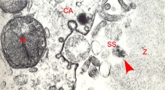 Cell membrane during the cortical reaction