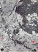 The junction area between the embryo and the second polar body