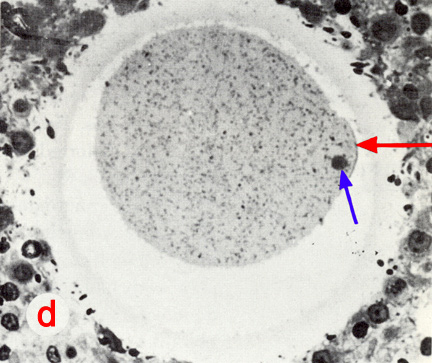 High power LM of section through the fertilization cone