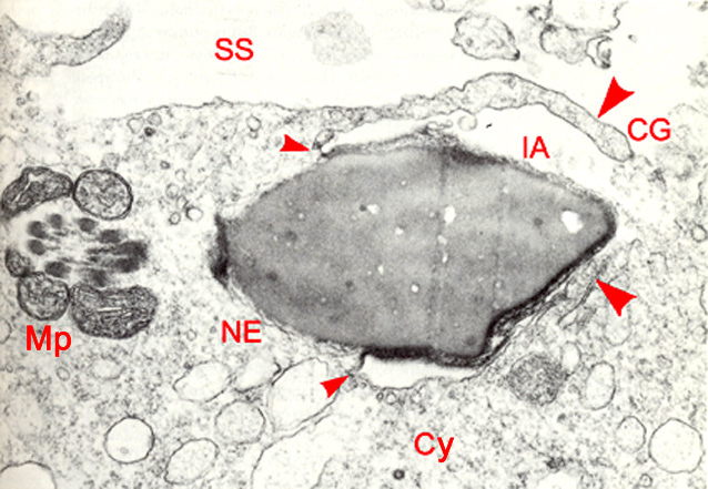 Sperm/oocyte fusion