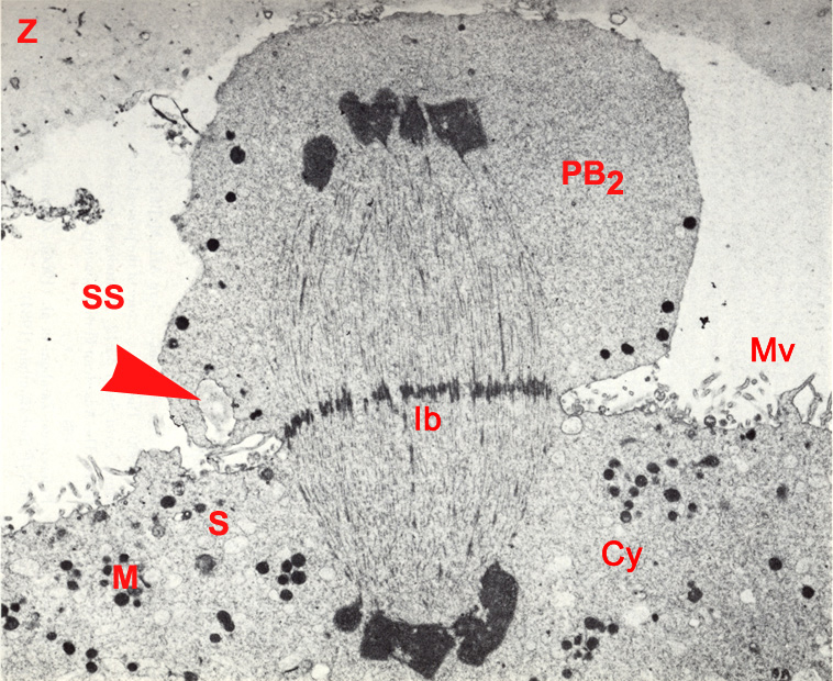 Telophase II and expulsion of the second polar body