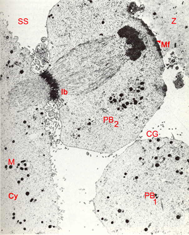 Abstraction of the second polar body