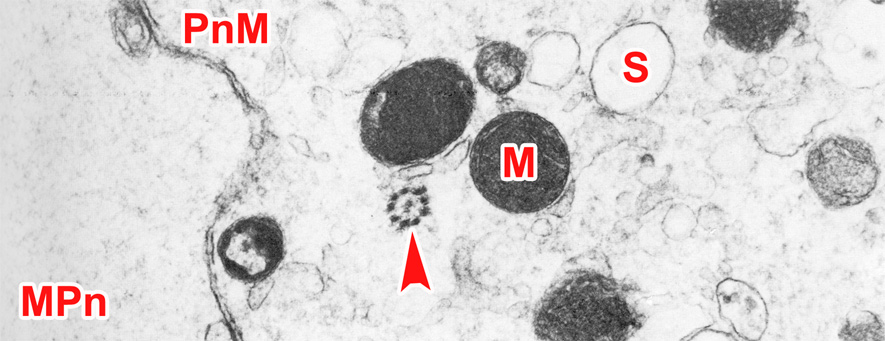 Cytoplasmic organelles