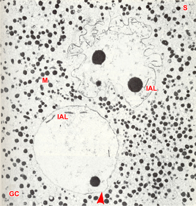 Two pronuclei dismantling in the central cytoplasm
