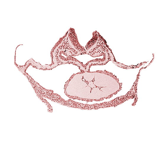 cardiac jelly, dorsal aorta, foregut endoderm, foregut lumen, neural fold [rhombencephalon (Rh. C)], otic placode, presumptive left ventricle, respiratory primordium