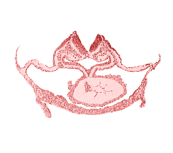 artifact separation(s), cardiac jelly, cephalic neuropore, dorsal aorta, foregut lumen, laryngotracheal sulcus, mesocardium, neural fold [rhombencephalon (Rh. C)], otic placode, presumptive left ventricle, primordial atrioventricular junction, respiratory primordium